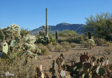 Parc National des Saguaros ouest, Tucson