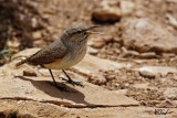 Troglodyte des rochers - Rock wren