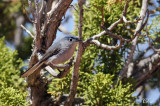 Gobemoucheron gris-bleu - Blue-gray gnatcatcher
