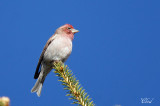 Roselin de Cassin - Cassins finch