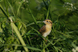 Bruant de Le Conte - Le Contes sparrow