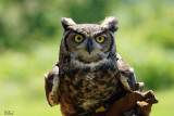 Grand-duc d'Amérique - Great horned owl