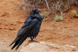 Grand corbeau - Common raven