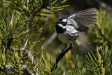 Paruline grise - Black-throated gray warbler