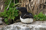 Petit pingouin - Razorbill