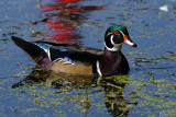 Canard branchu - Wood duck