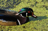 Canard branchu - Wood duck