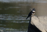 Martin-pcheur dAmrique - Belted Kingfisher
