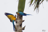 Ara bleu - Blue-and-yellow macaw
