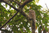 Grand Ibijau - Great Potoo