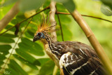 Hoazin hupp - Hoatzin