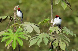 Paroare rougecap - Red-capped cardinal