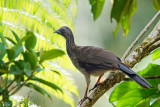Ortalide maille -Speckled Chachalaca 