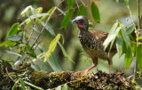 Ortalide maille -Speckled Chachalaca 