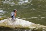 Merganette des torrents - Torrent duck (fem)