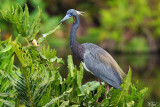 Aigrette tricolore - Tricolored heron