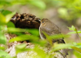 Grive  dos olive - Swainsons thrush