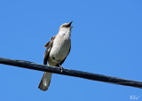 Moqueur polyglotte - Northern mockingbird