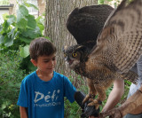 Éliott avec un Grand-duc d'Amérique - Éliott with a Great horned owl