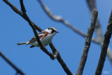 Paruline  flancs marron - Chestnut-sided warbler