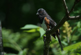 Tohi  flancs roux - Eastern towhee