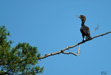 Cormoran  aigrettes - Double-crested Cormorant