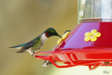 Colibri à gorge rubis - Ruby-throated hummingbird