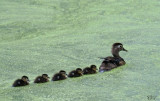 Canards branchus - Wood ducks