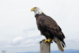 Pygargue à tête blanche - Bald eagle