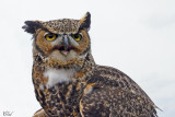 Grand-duc d'Amérique - Great horned owl