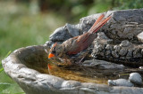 Cardinal rouge - Northern cardinal