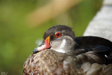 Canard branchu (en clipse) - Wood duck