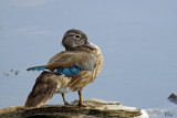 Canard branchu - Wood duck (Female)