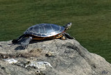 Tortue peinte - Painted turtle