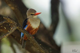Martin-chasseur à tête grise - Gray-headed kingfisher