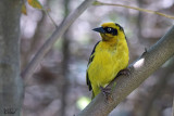 Tisseran baglafecht - Baglafecht weaver