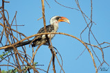 Calao de Jackson - Jackson's hornbill