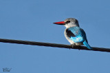 Martin-chasseur du Sénégal - Woodland Kingfisher