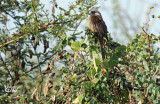 Coliou rayé - Speckled Mousebird