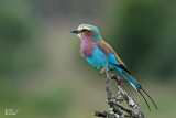 Rollier à longs brins - Lilac-breasted roller