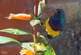 Souimanga à ventre jaune - Variable Sunbird