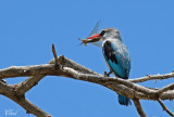 Martin-chasseur du Sénégal - Woodland kingfisher