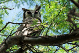 Grand-duc de Verreaux - Verreaux's Eagle-owl