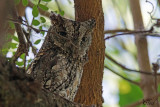Petit-duc africain - African scops owl