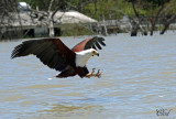 Pygargue vocifer - African fish-eagle