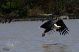 Pygargue vocifer - African fish-eagle