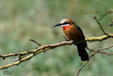 Gupier  front blanc - White-fronted bee-eater