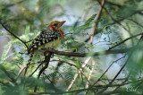 Barbican à tête rouge - Red-and-yellow Barbet