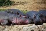 Piqueboeufs à bec jaune et hippopotames! - Yellow-billed Oxpeckers and hippos !
