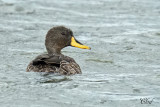 Canard à bec jaune - Yellow-billed duck